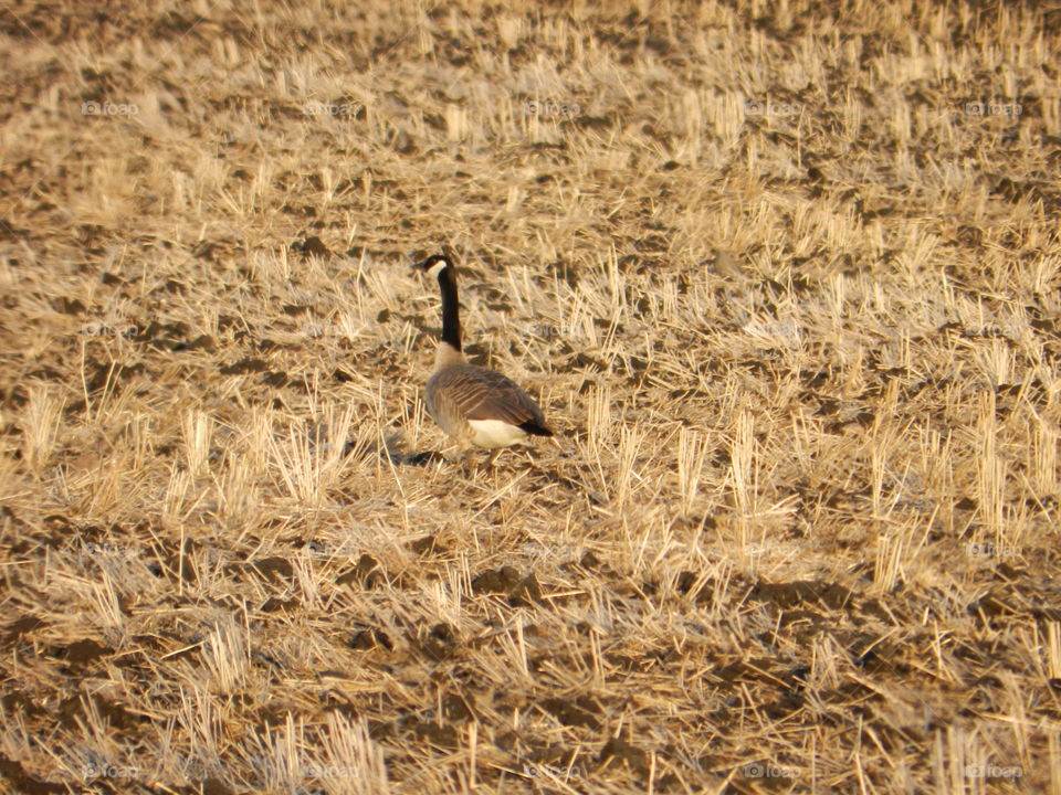 Canadian goose in ND