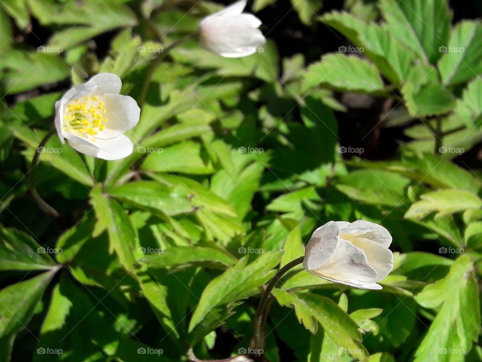 park spring time sun sunny colors colorful nature wild plants flowers amazing stunning cool nice weather hot lovely sky forest grass view splendid