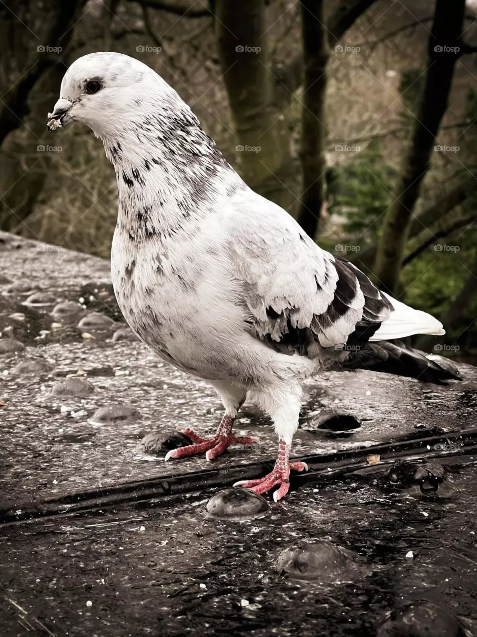 Dove