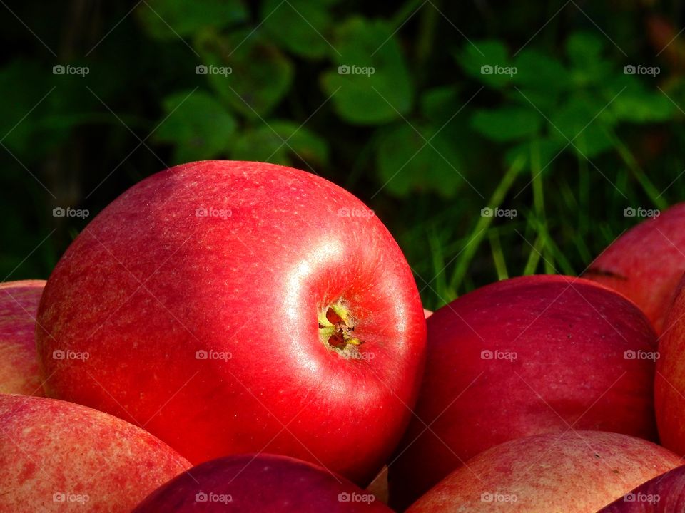 Red Apples 