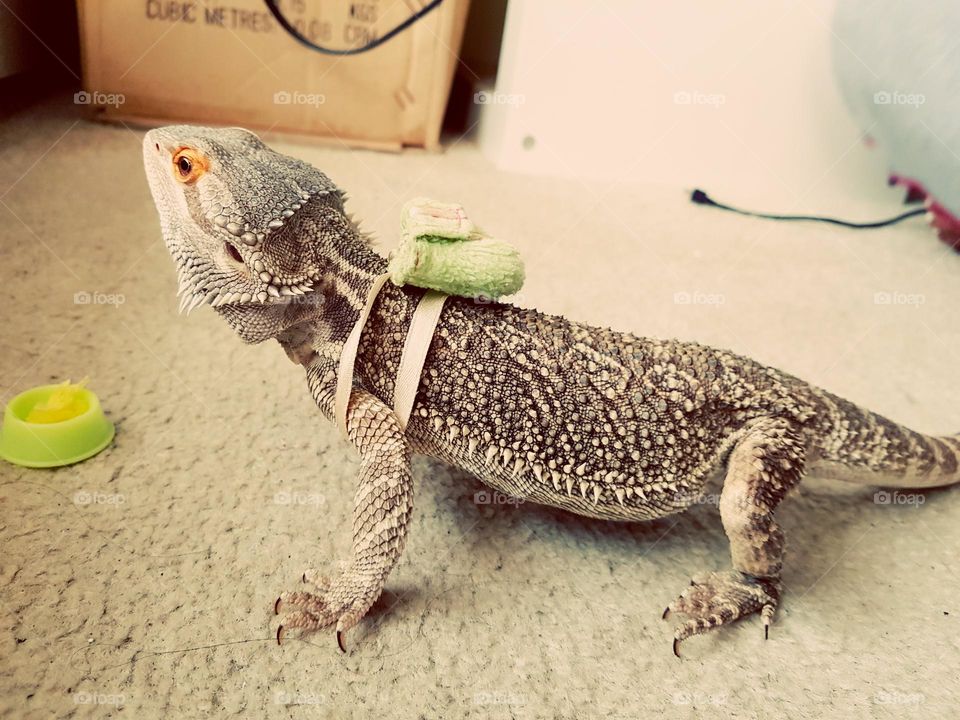 going to school lizard