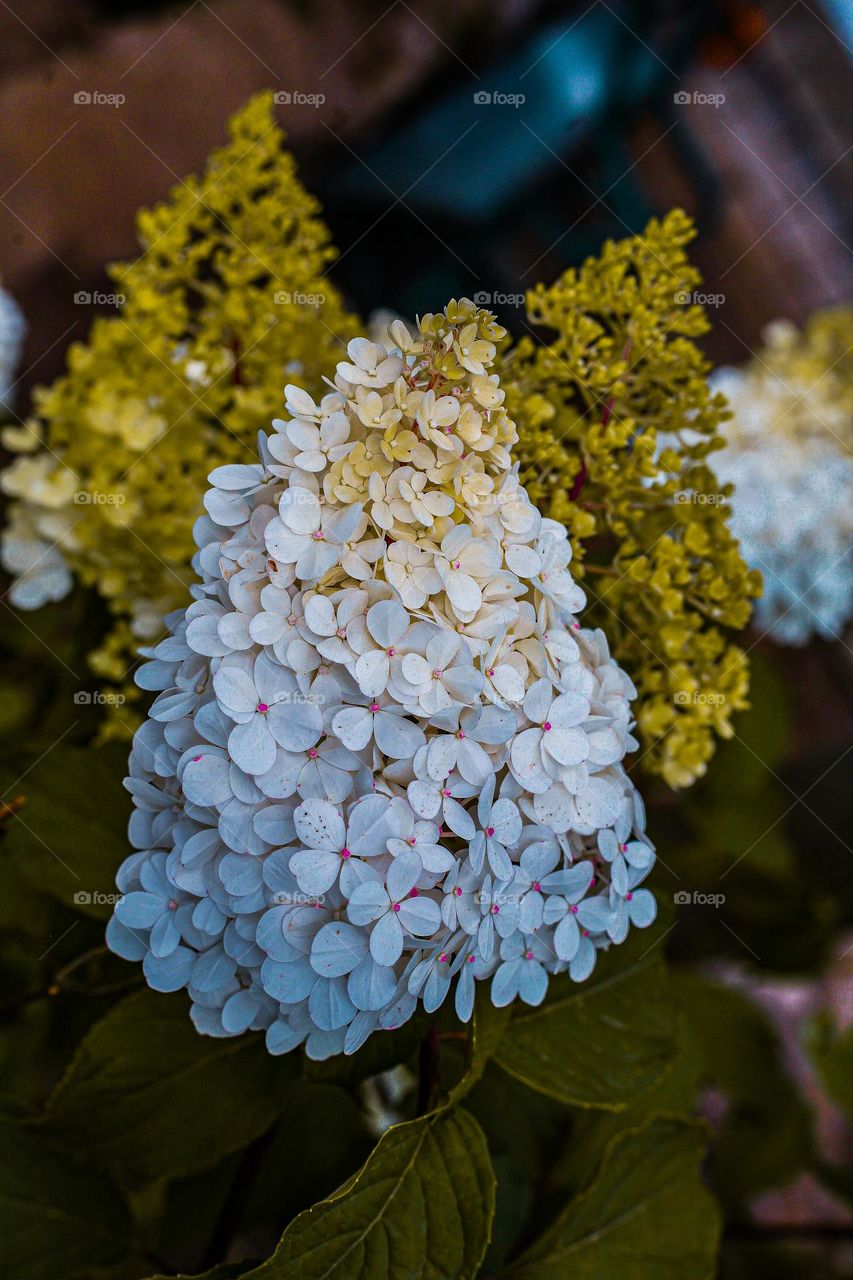 Panicle hydrangea, a species of hydrangeas 