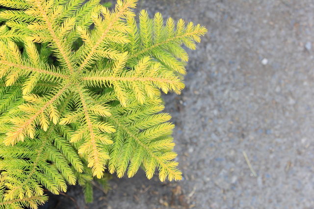 Top tree