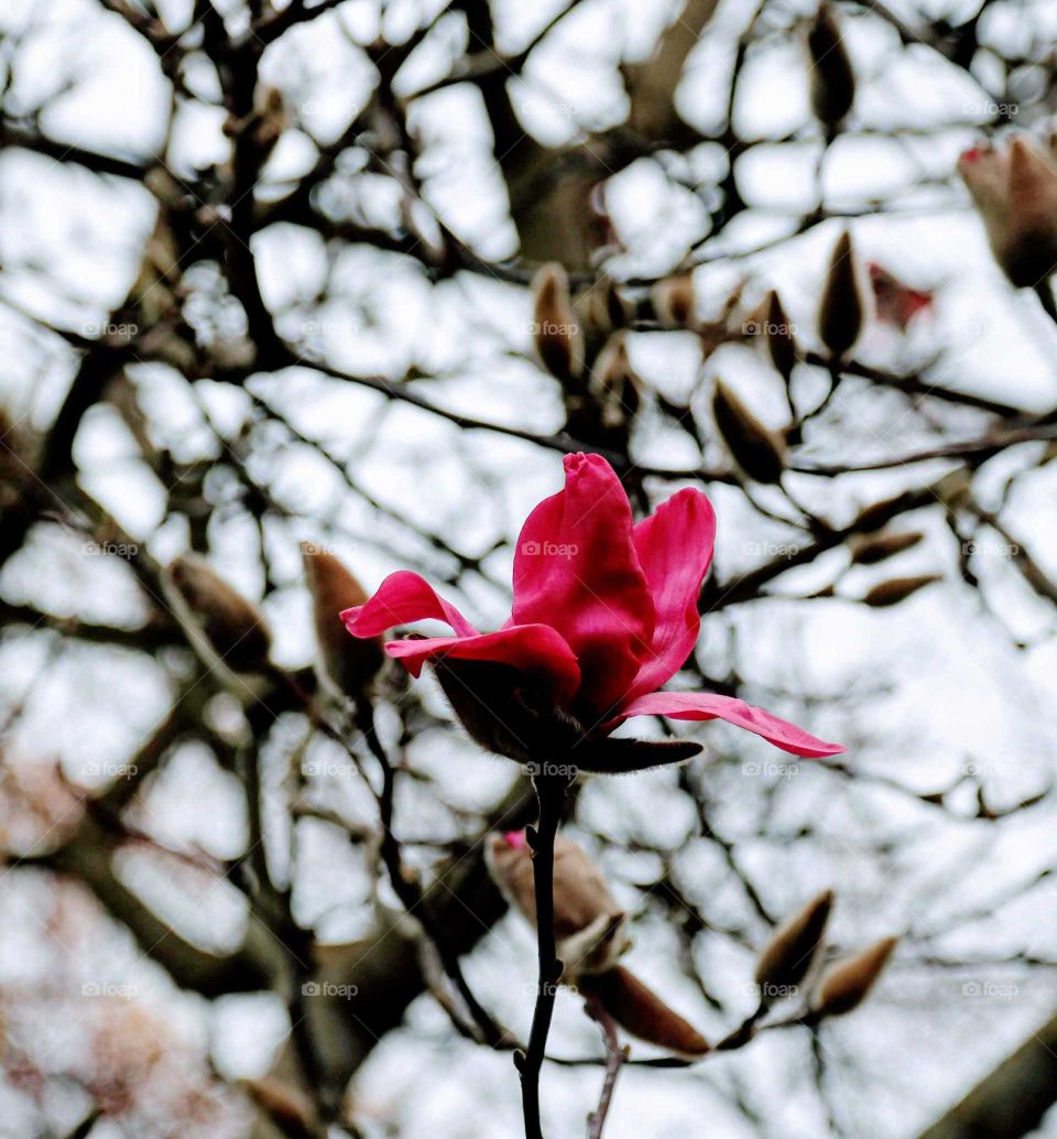 Tulip tree