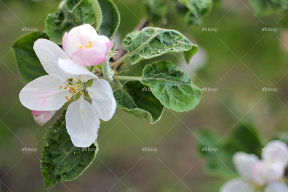 Apple blossom