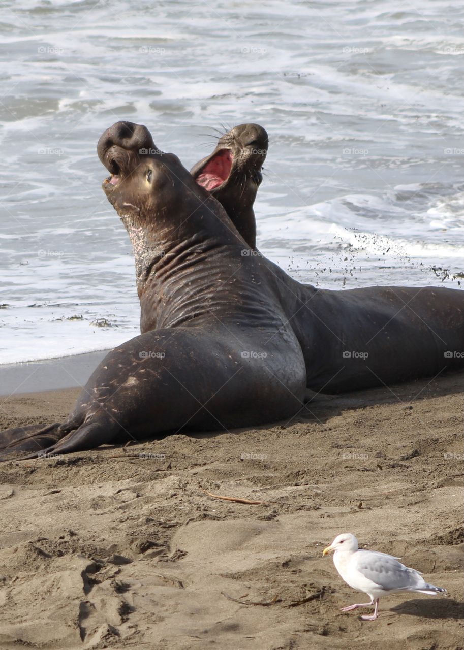 Elephant seals