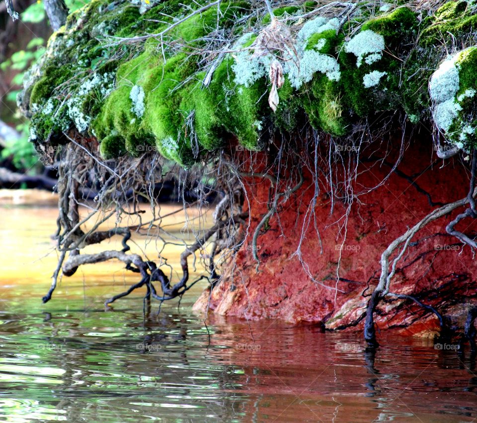 soil erosion on tbe lake.  tangle of roots, red clay, moss.