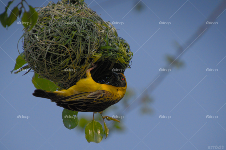 Weaver on nest