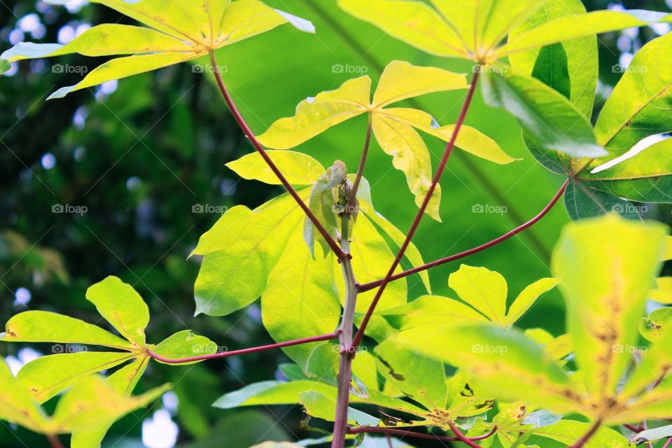 These cassava shoots can be used for vegetables and the cassava tubers can be used for snacks and can also be made into sponge cakes or other cakes.