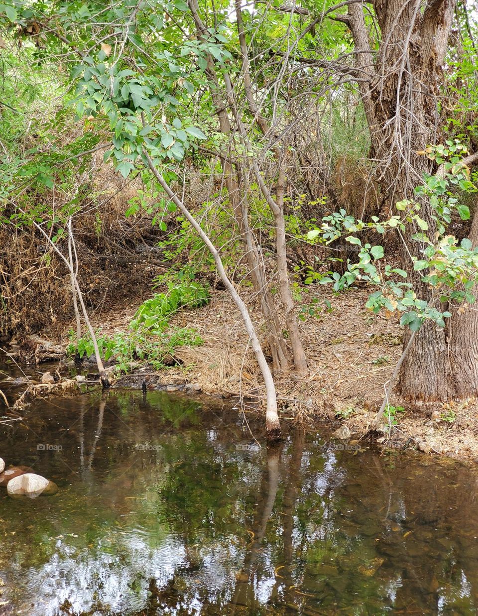 Thick Forest on the Lakeshore