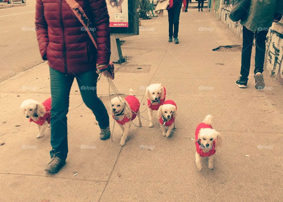 Dogs walking