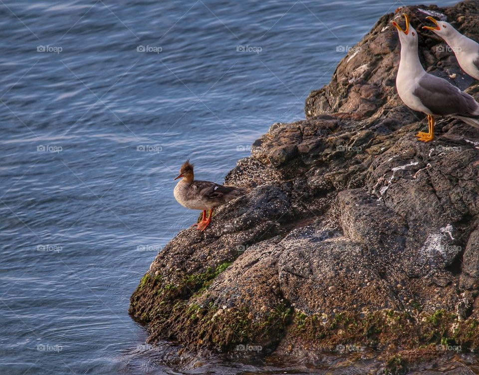 Duck and seagull on rock