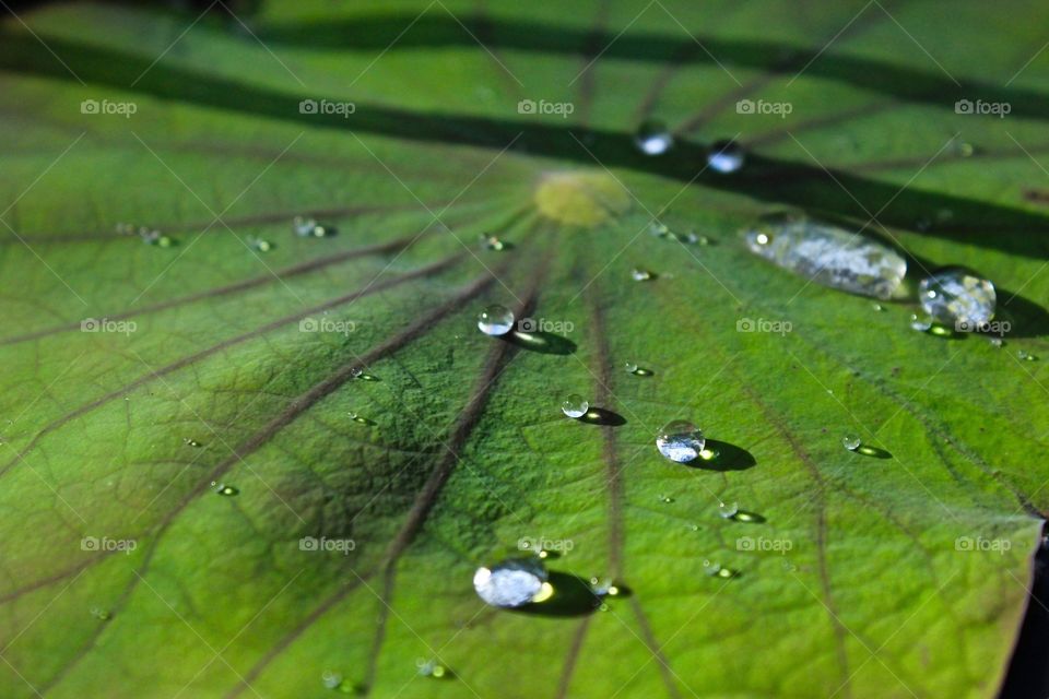 Macro shot of dew drops on a lily pad