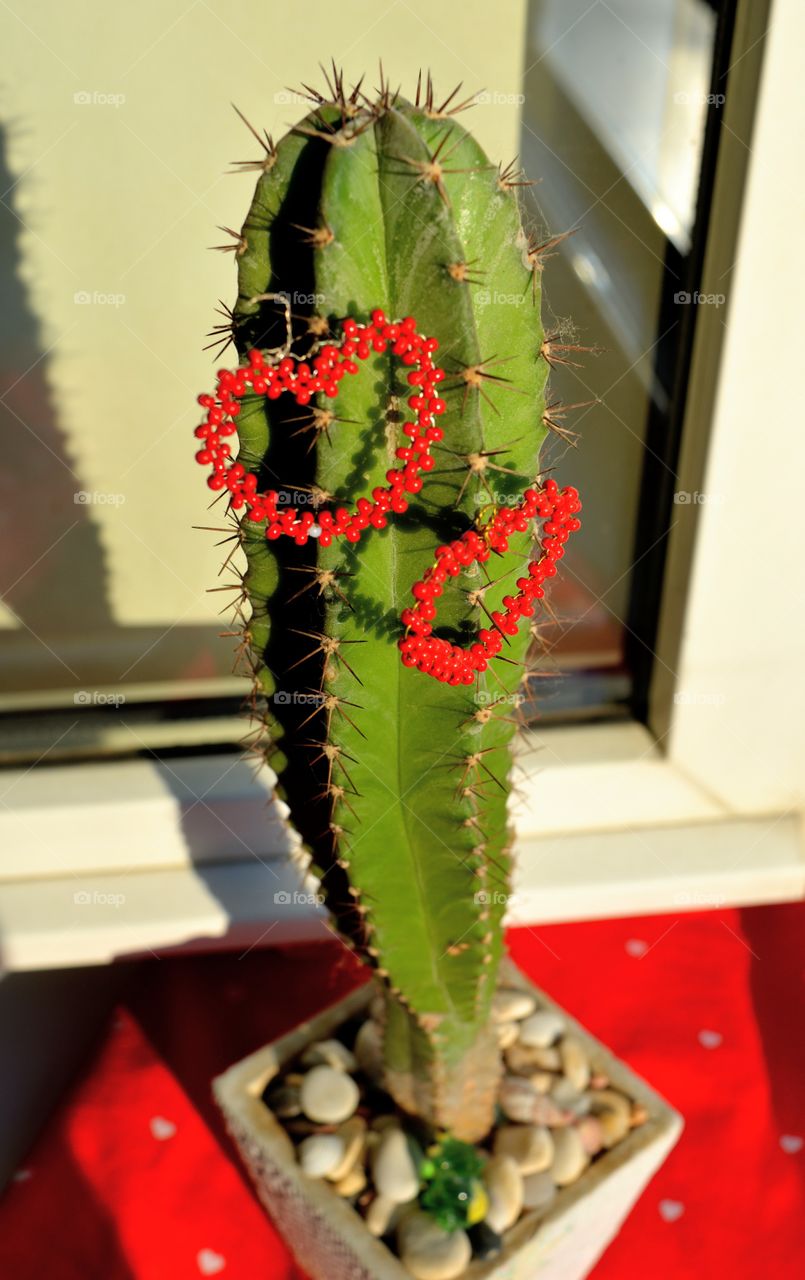 cactus flower house plants