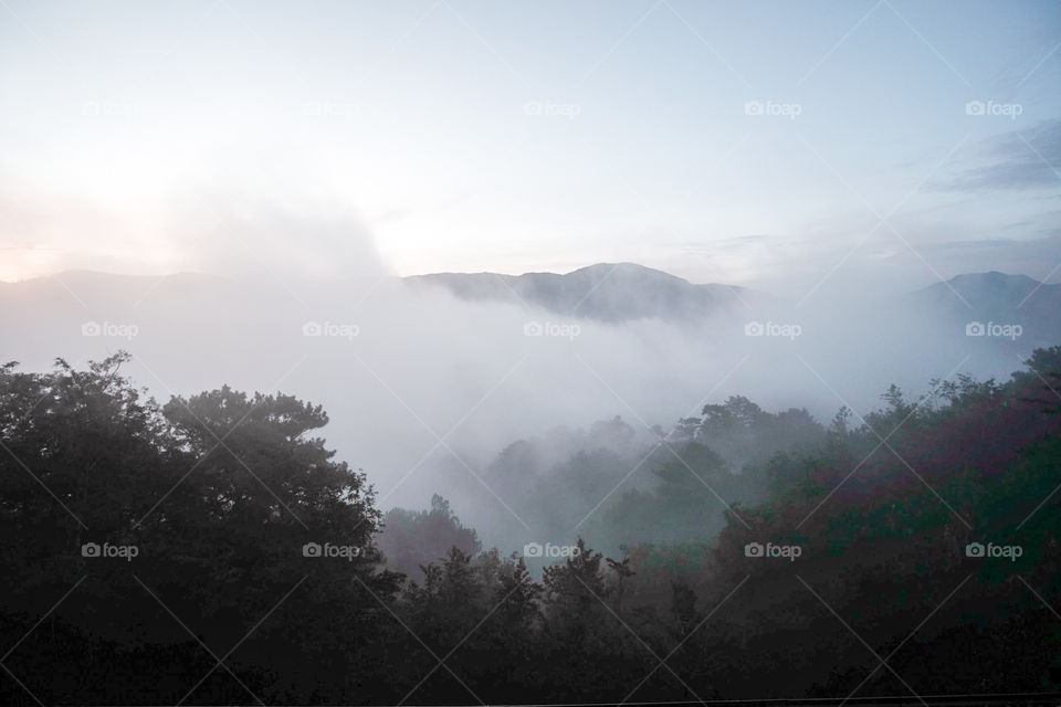 Scenic view of fog and trees