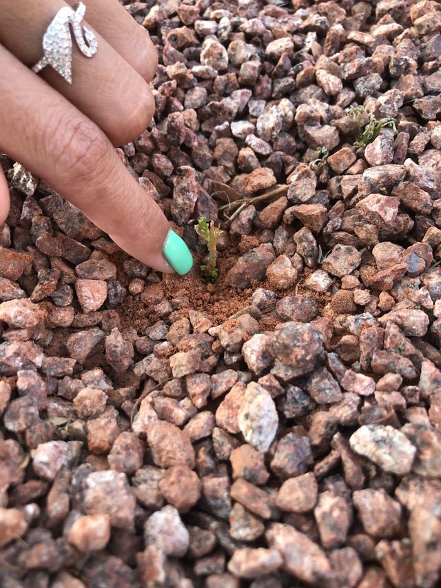 Tiny tree