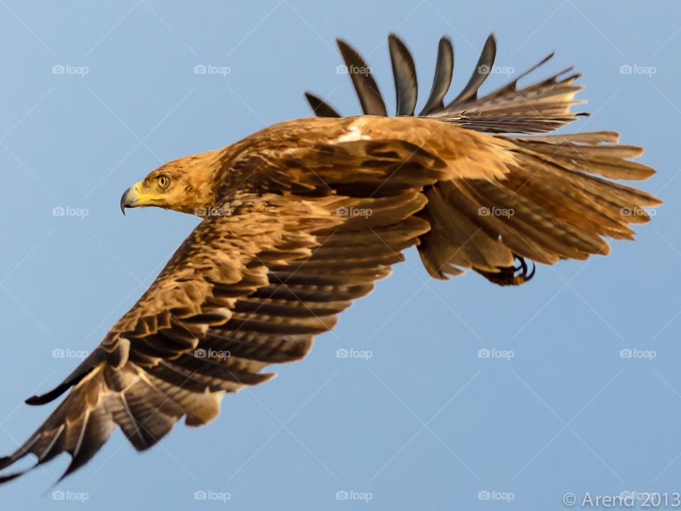 Tawney Eagle take off