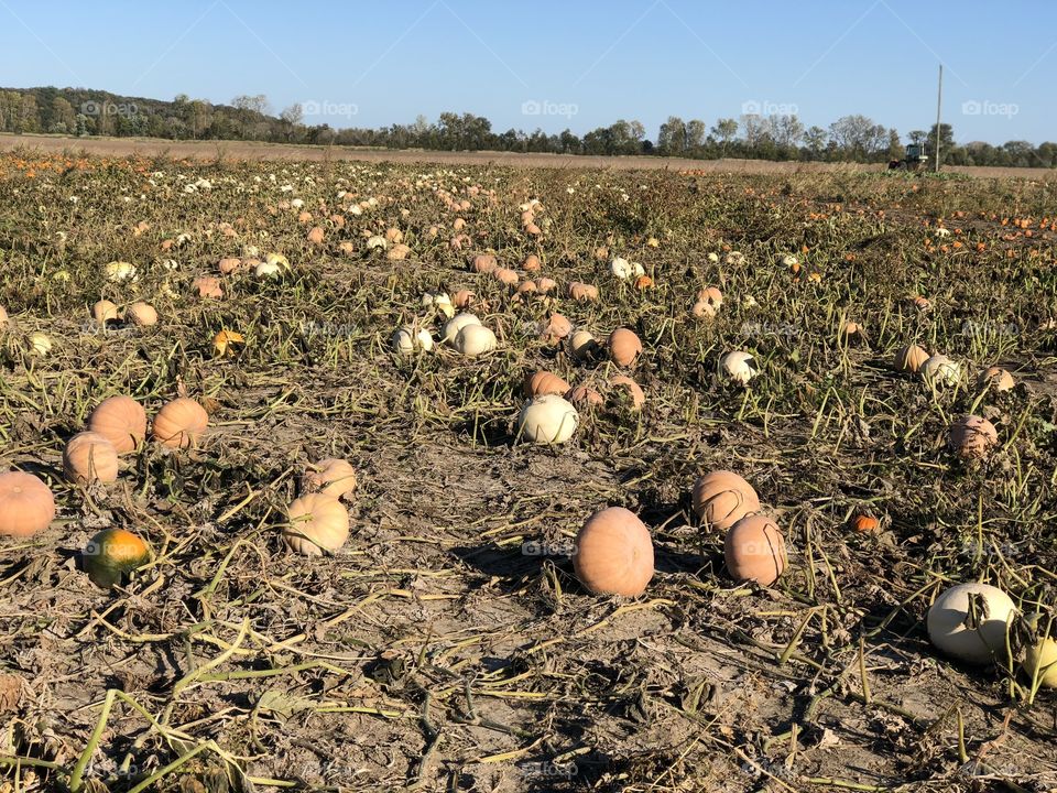 Pumpkin patch filled with white and dull orange tones pumpkins. Beautiful blue sky and try line in the background