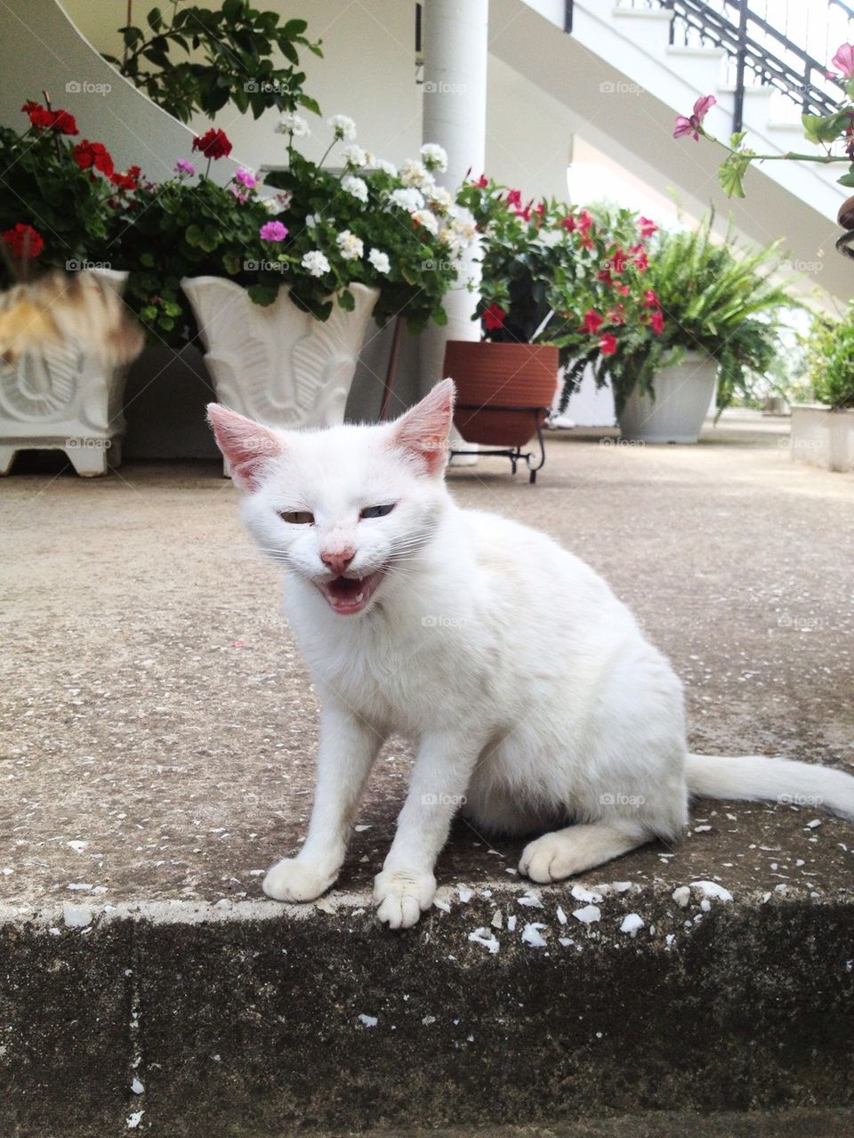 flowers white cat animal by aishhaa