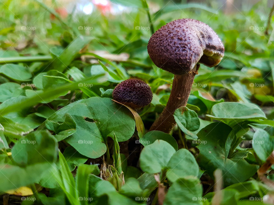 dark mushroom from green grass ans plants