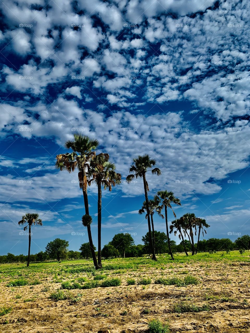 A beautiful view of these old, tall, giant and mysterious palm trees. The blue sky meets the green vegetation on the farm.