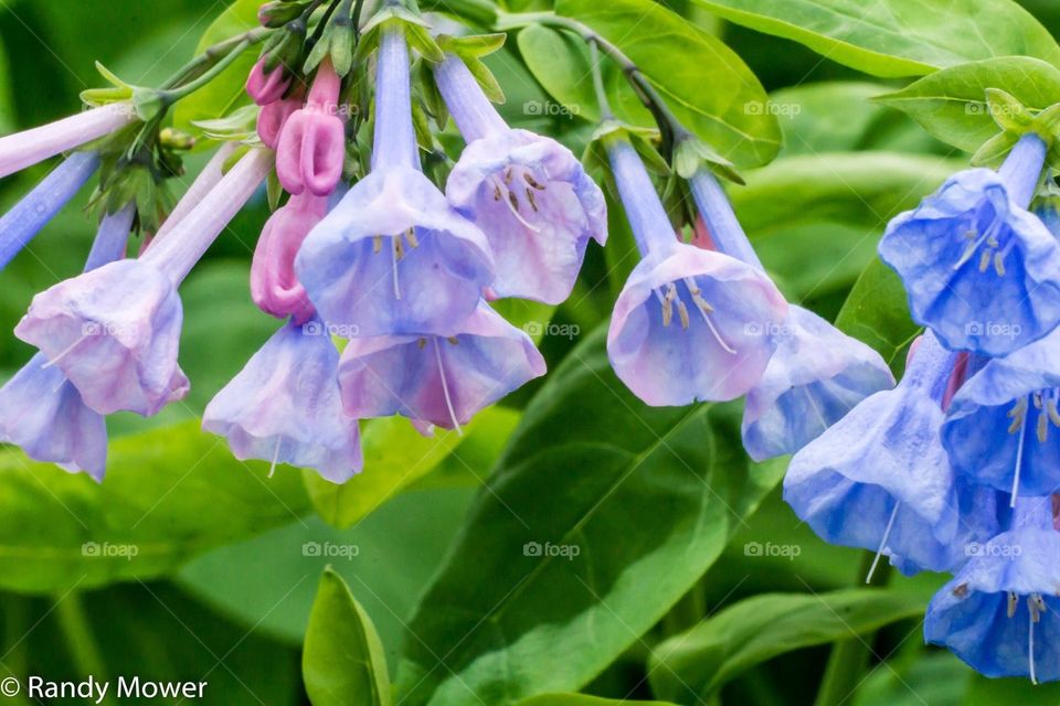 Blue bells