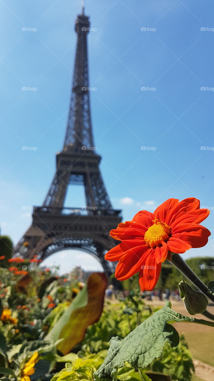 Eiffel Flower
