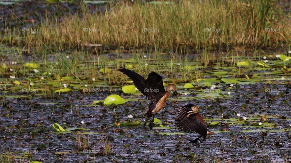 Birds love. Loving ducks.This picture was captured a lake near welikanda, polonnaruwa, Sri Lanka