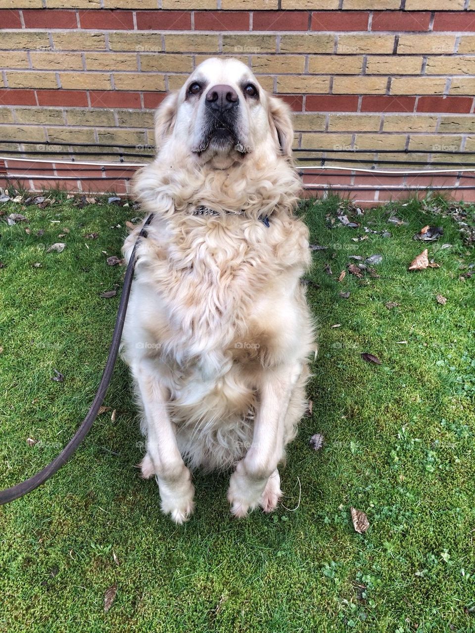 Nocas loves to do tricks 