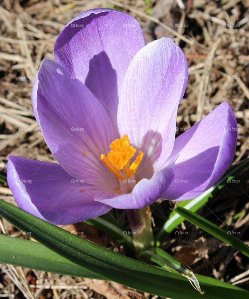 lavendar crocus afternoon