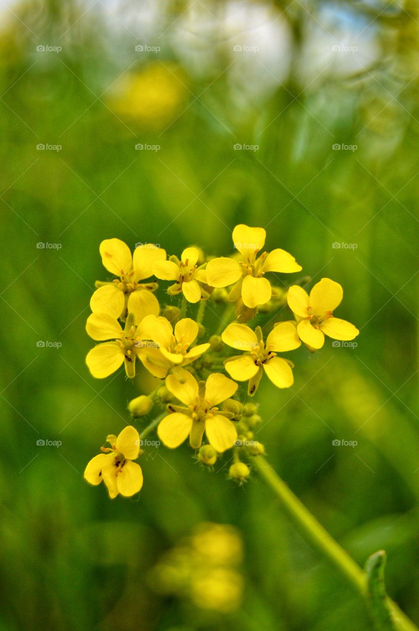 How I love summer! 
Summer is the most beautiful time of the year