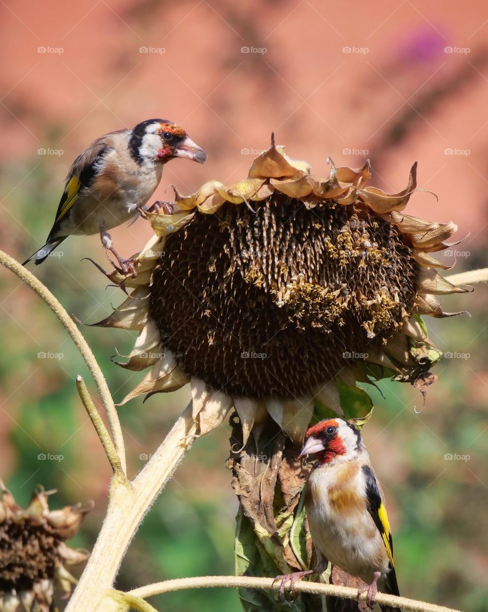 Two European goldfinches searching for sunflower seeds