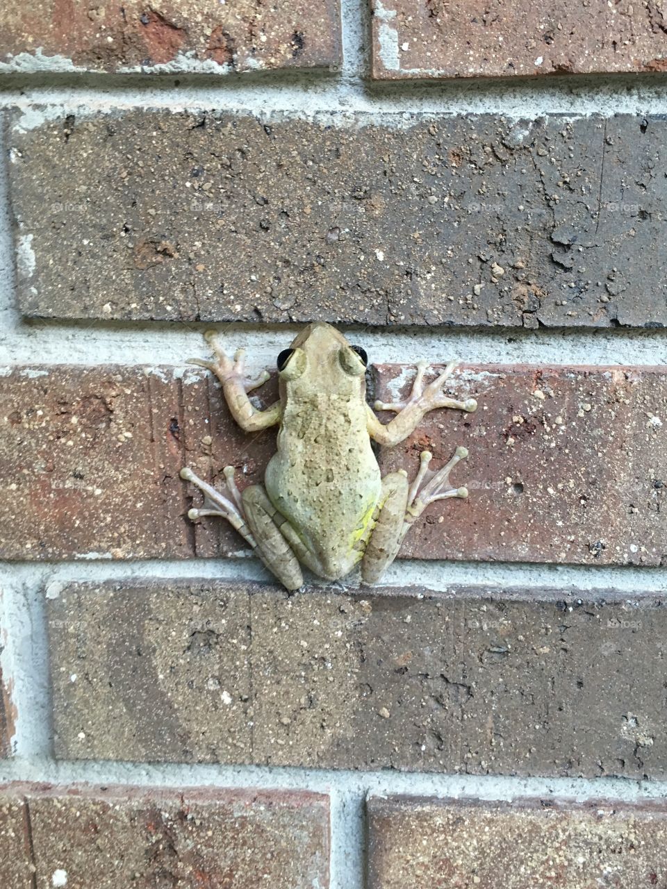 A visit from a frog 