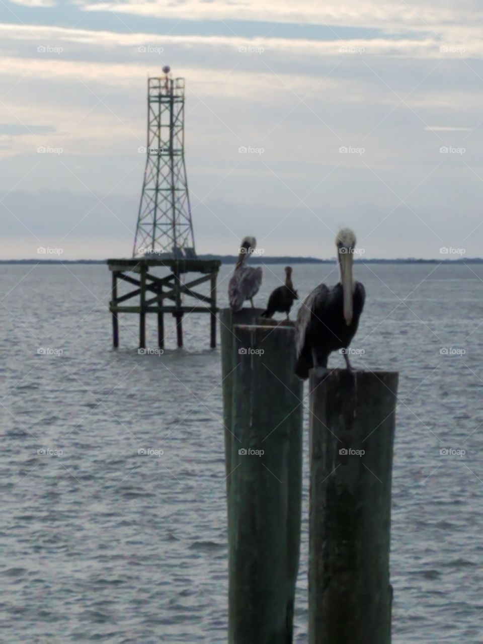 Resting birds