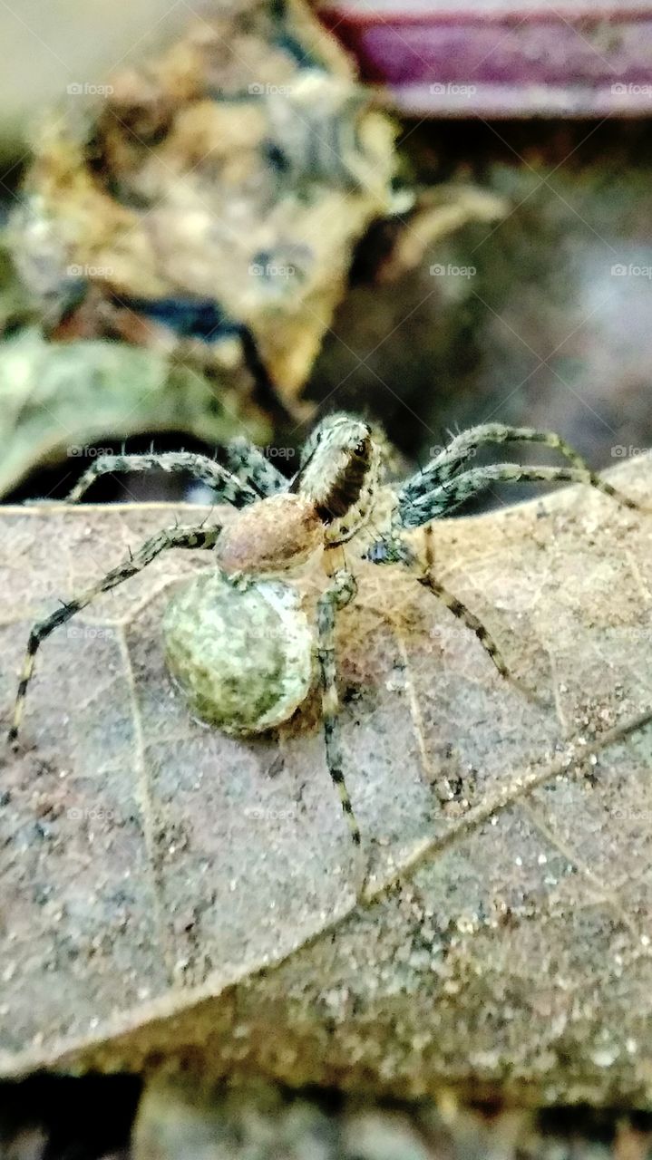Spider