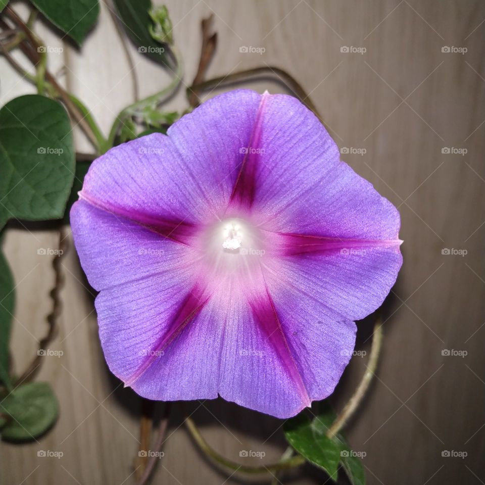 Ipomoea