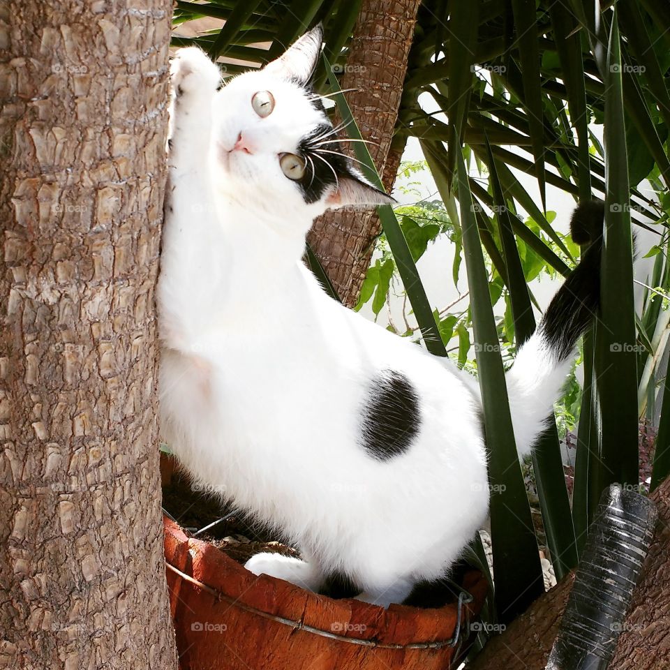 Gatinha branca fazendo pose e arranhando a árvore para afiar as unhas