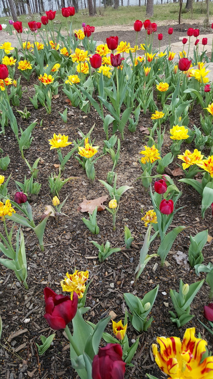 Tulip, Flower, Garden, Leaf, Nature