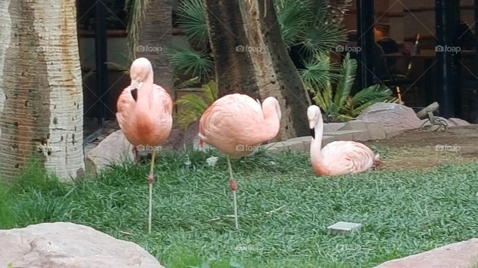 flamingos with palm trees