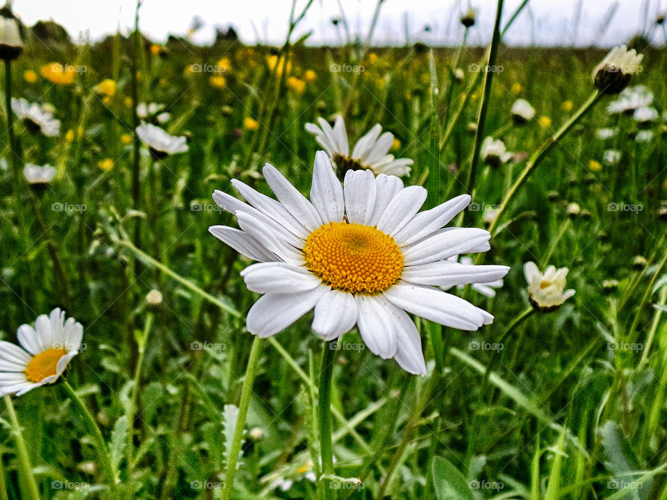 Blossom of flowers on field