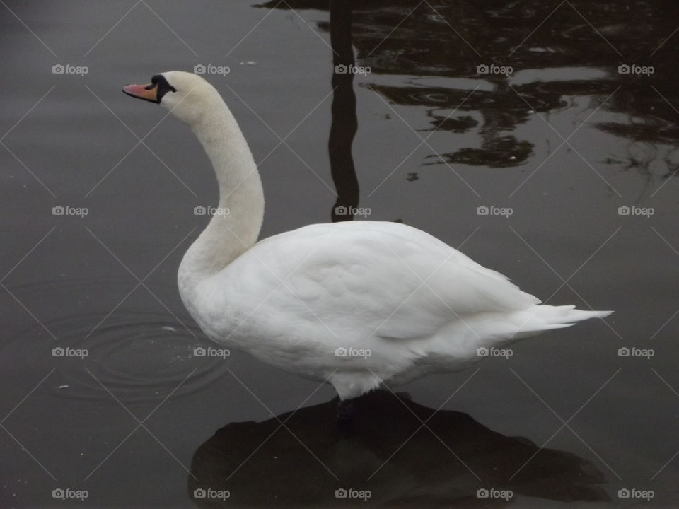 Swan, Bird, Lake, Water, No Person