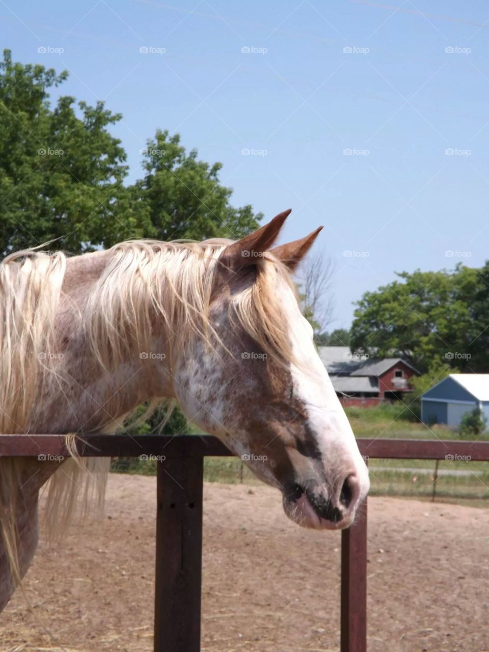 majestic horse