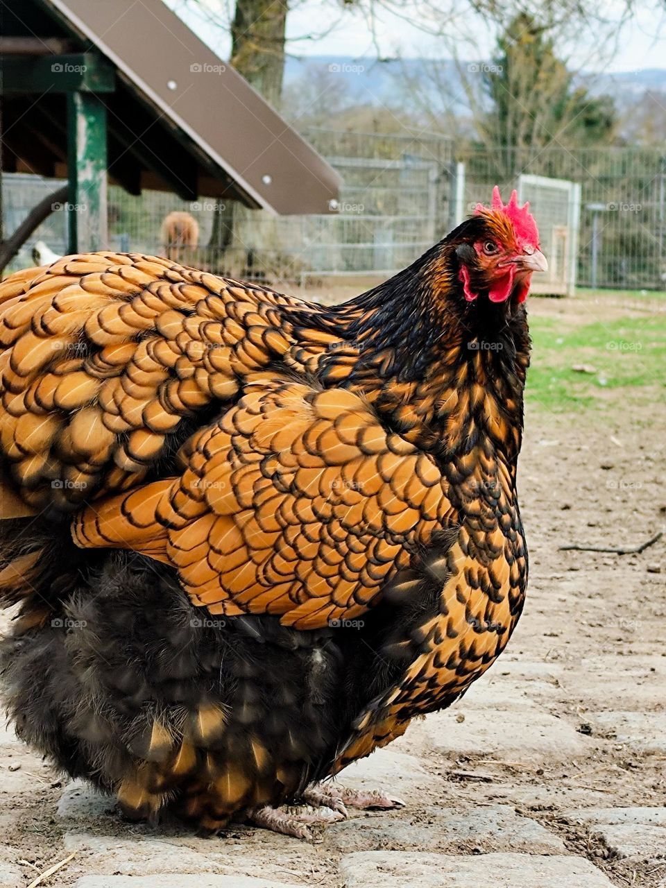 Ko-Ko-Ko Ich bin auch Vogel
