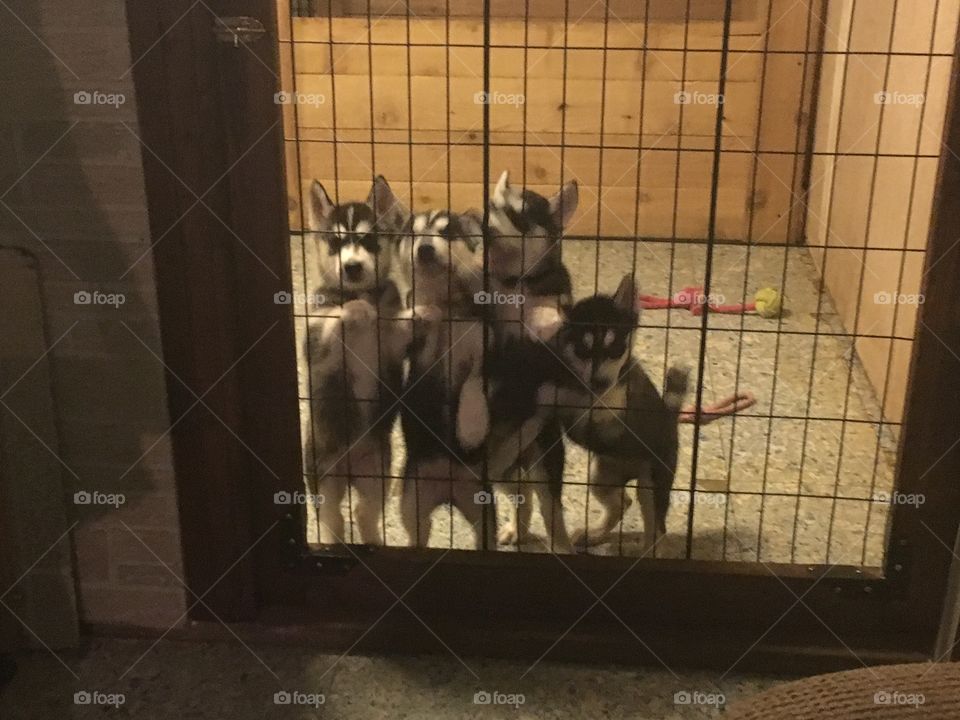 Four little husky puppies 