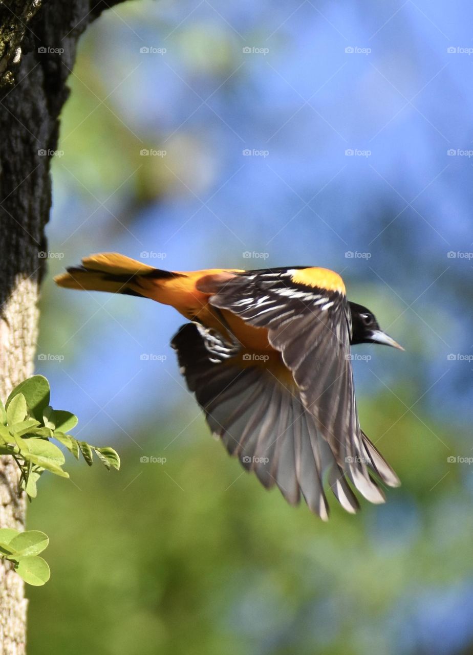 Baltimore Oriole in flight