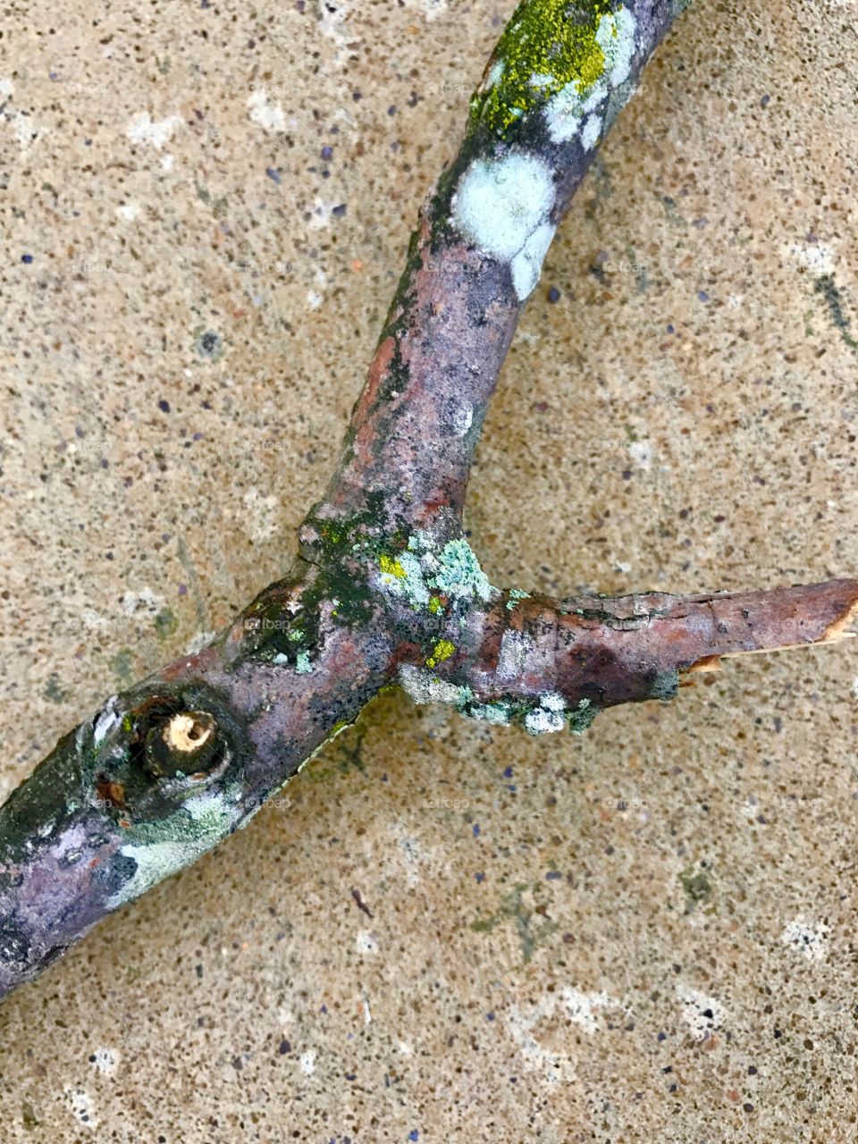 Branch on Sidewalk