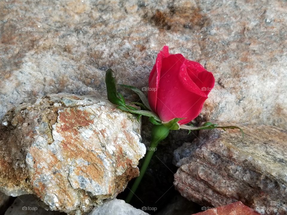 a single red rose on the rocks