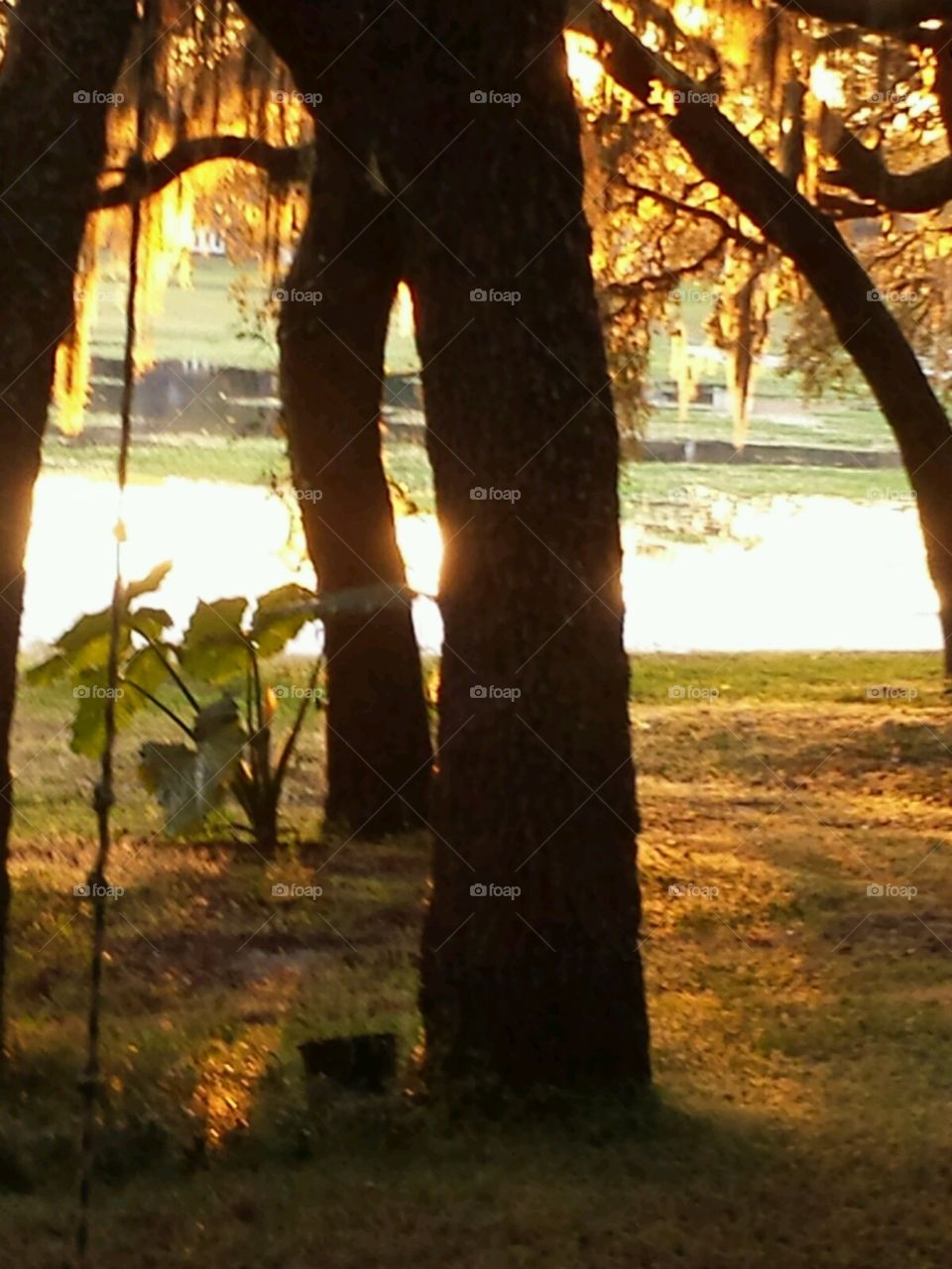 lakelife. sunsetting through trees