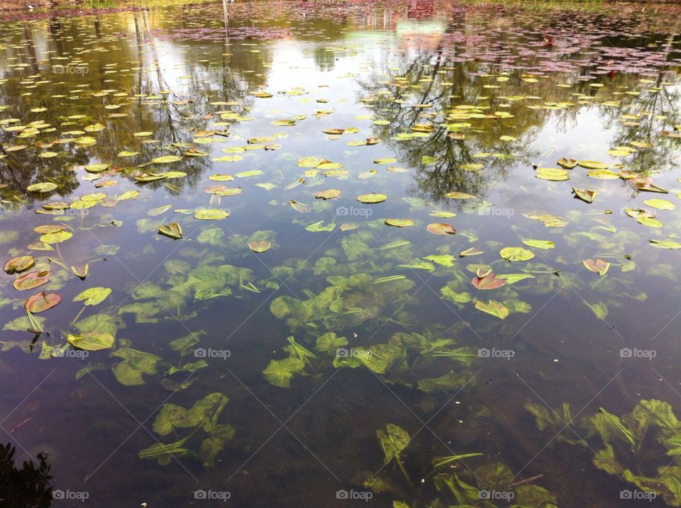 spring nature shadow pond by bj