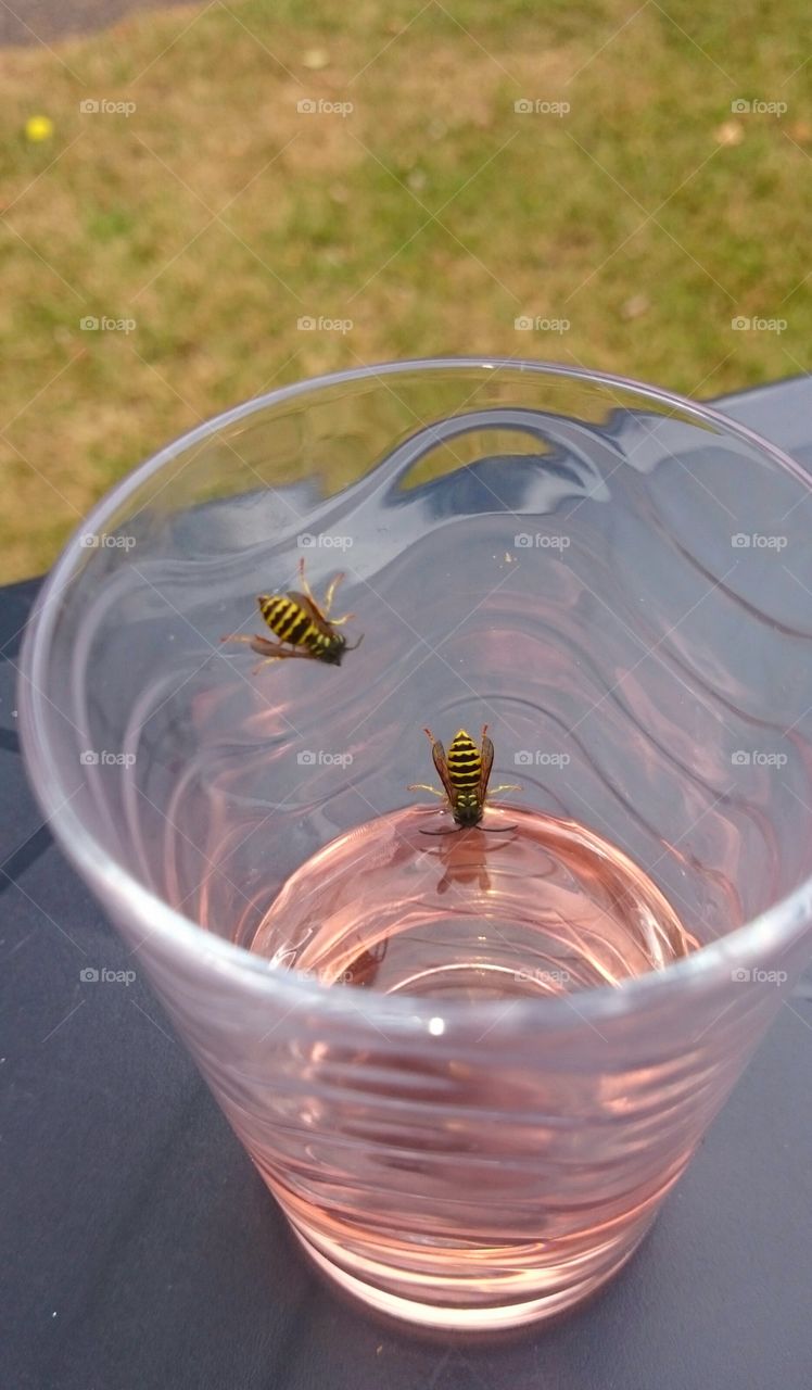 Bees drinking lemonade from a glass